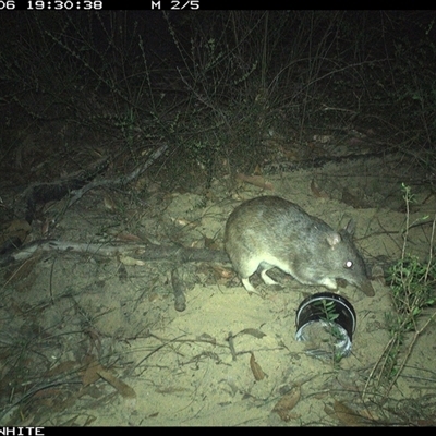 Perameles nasuta (Long-nosed Bandicoot) at Budgong, NSW - 6 Oct 2024 by gabrielle.paterson