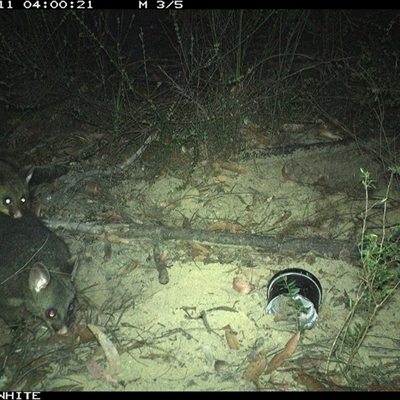 Trichosurus vulpecula (Common Brushtail Possum) at Budgong, NSW - 11 Oct 2024 by gabrielle.paterson
