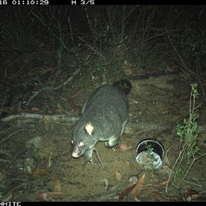 Trichosurus cunninghami (Mountain Brushtail Possum, Southern Bobuck) at Budgong, NSW - 16 Oct 2024 by gabrielle.paterson