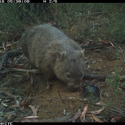 Vombatus ursinus (Common wombat, Bare-nosed Wombat) at Budgong, NSW - 16 Oct 2024 by gabrielle.paterson