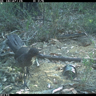 Menura novaehollandiae (Superb Lyrebird) at Budgong, NSW - 16 Oct 2024 by gabrielle.paterson
