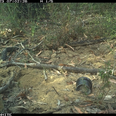 Oryctolagus cuniculus (European Rabbit) at Budgong, NSW - 23 Oct 2024 by gabrielle.paterson
