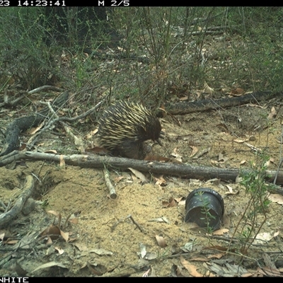 Tachyglossus aculeatus (Short-beaked Echidna) at Budgong, NSW - 23 Oct 2024 by gabrielle.paterson