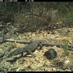 Varanus varius (Lace Monitor) at Budgong, NSW - 29 Oct 2024 by gabrielle.paterson