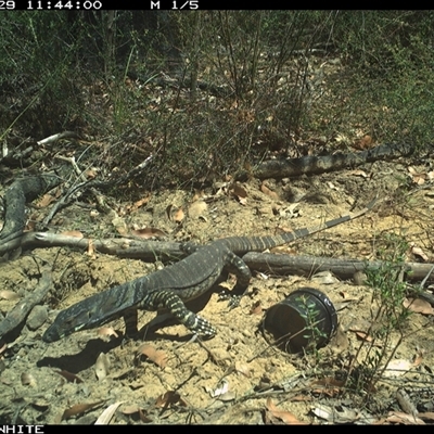 Varanus varius (Lace Monitor) at Budgong, NSW - 29 Oct 2024 by gabrielle.paterson