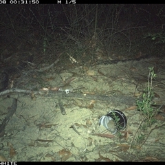 Sminthopsis murina (Common Dunnart) at Budgong, NSW - 8 Nov 2024 by gabrielle.paterson