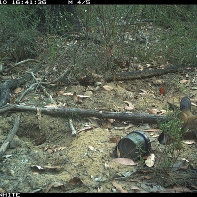 Notamacropus rufogriseus (Red-necked Wallaby) at Budgong, NSW - 10 Nov 2024 by gabrielle.paterson