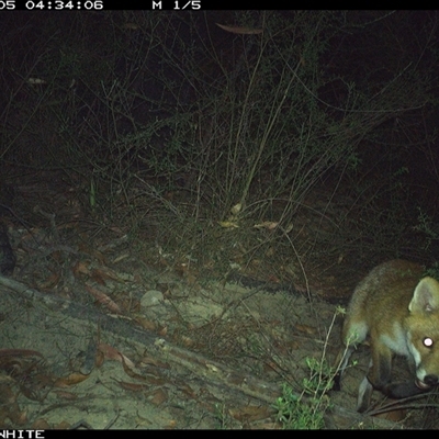 Vulpes vulpes (Red Fox) at Budgong, NSW - 5 Jan 2025 by gabrielle.paterson