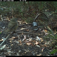 Sericornis frontalis (White-browed Scrubwren) at Budgong, NSW - 12 Oct 2024 by gabrielle.paterson