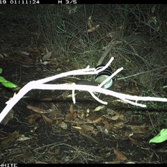 Rattus fuscipes (Bush Rat) at Budgong, NSW - 19 Oct 2024 by gabrielle.paterson