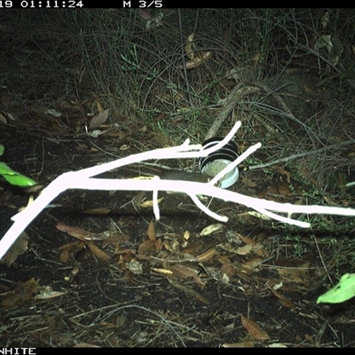 Rattus fuscipes (Bush Rat) at Budgong, NSW - 19 Oct 2024 by gabrielle.paterson