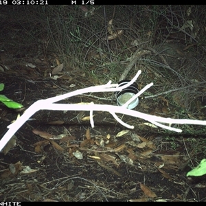 Vombatus ursinus (Bare-nosed Wombat) at Budgong, NSW - 19 Oct 2024 by gabrielle.paterson
