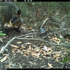 Wallabia bicolor (Swamp Wallaby) at Budgong, NSW - 27 Oct 2024 by gabrielle.paterson