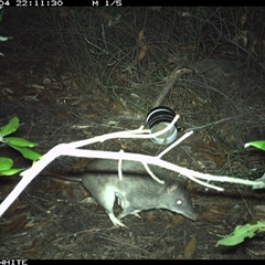 Perameles nasuta (Long-nosed Bandicoot) at Budgong, NSW - 4 Nov 2024 by gabrielle.paterson