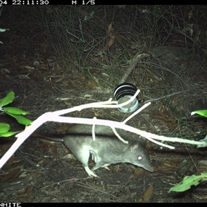 Perameles nasuta (Long-nosed Bandicoot) at Budgong, NSW - 4 Nov 2024 by gabrielle.paterson