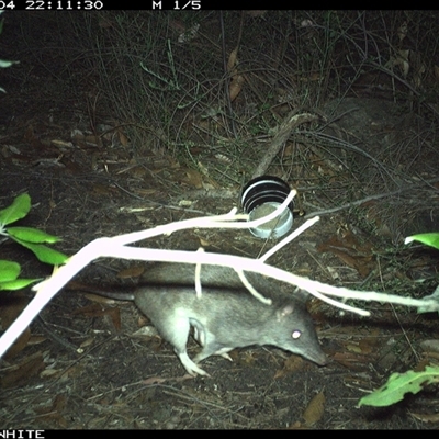 Perameles nasuta (Long-nosed Bandicoot) at Budgong, NSW - 4 Nov 2024 by gabrielle.paterson