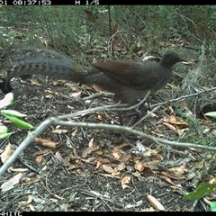 Menura novaehollandiae (Superb Lyrebird) at Budgong, NSW - 1 Nov 2024 by gabrielle.paterson