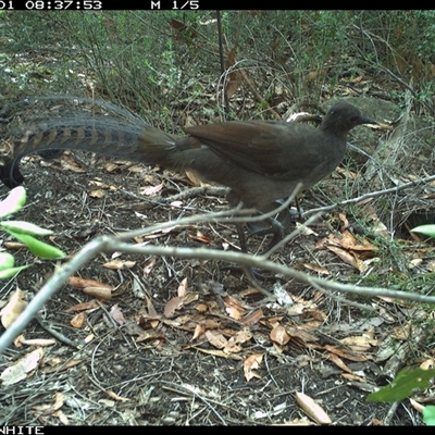 Menura novaehollandiae (Superb Lyrebird) at Budgong, NSW - 1 Nov 2024 by gabrielle.paterson