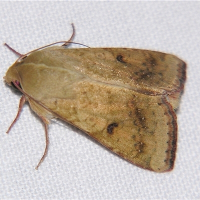 Helicoverpa (genus) (A bollworm) at Fairymead, QLD - 17 Oct 2008 by PJH123