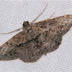 Psilalcis isombra (A Geometer moth (Ennomiinae) at Fairymead, QLD - 17 Oct 2008 by PJH123