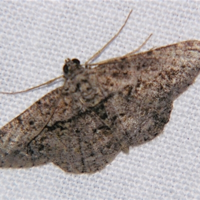 Psilalcis isombra (A Geometer moth (Ennomiinae) at Fairymead, QLD - 17 Oct 2008 by PJH123