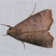 Anomis (genus) (An Erebid moth) at Fairymead, QLD - 17 Oct 2008 by PJH123