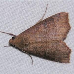Anomis (genus) (An Erebid moth) at Fairymead, QLD - 17 Oct 2008 by PJH123
