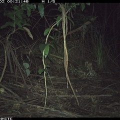 Antechinus agilis (Agile Antechinus) at Jamberoo, NSW - 2 Oct 2024 by nancyp