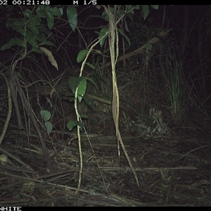 Antechinus agilis (Agile Antechinus) at Jamberoo, NSW - 2 Oct 2024 by nancyp