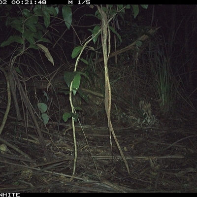 Antechinus agilis (Agile Antechinus) at Jamberoo, NSW - 2 Oct 2024 by nancyp