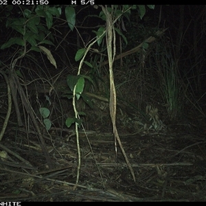 Antechinus agilis at Jamberoo, NSW - 2 Oct 2024 12:21 AM