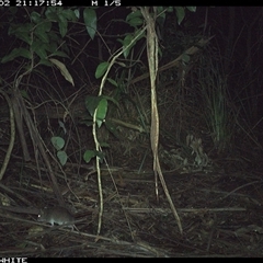 Rattus fuscipes (Bush Rat) at Colo Vale, NSW - 2 Oct 2024 by nancyp