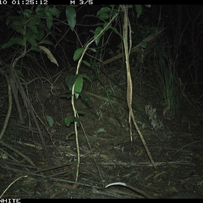 Pseudocheirus peregrinus (Common Ringtail Possum) at Colo Vale, NSW - 10 Oct 2024 by nancyp