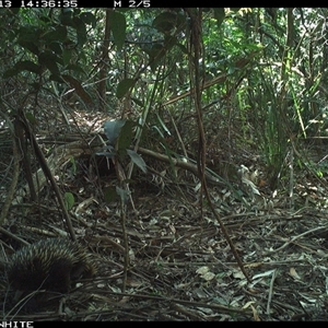 Tachyglossus aculeatus (Short-beaked Echidna) at Jamberoo, NSW - 13 Oct 2024 by nancyp