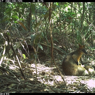 Wallabia bicolor (Swamp Wallaby) at Jamberoo, NSW - 17 Oct 2024 by nancyp