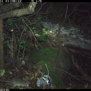 Rattus fuscipes (Bush Rat) at Jamberoo, NSW - 1 Dec 2024 by nancyp