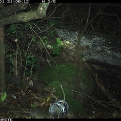 Rattus fuscipes at Colo Vale, NSW - 1 Dec 2024 09:08 PM