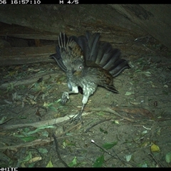 Menura novaehollandiae (Superb Lyrebird) at Jamberoo, NSW - 6 Sep 2024 by nancyp