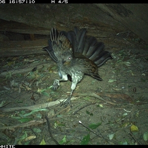 Menura novaehollandiae at Jamberoo, NSW - 6 Sep 2024 04:57 PM