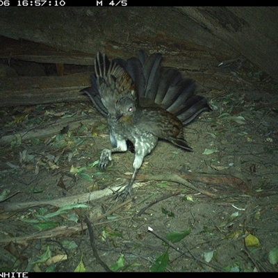 Menura novaehollandiae (Superb Lyrebird) at Jamberoo, NSW - 6 Sep 2024 by nancyp
