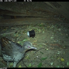 Menura novaehollandiae at Jamberoo, NSW - 6 Sep 2024 04:57 PM