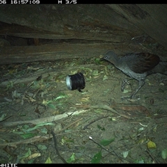 Menura novaehollandiae at Jamberoo, NSW - 6 Sep 2024 04:57 PM