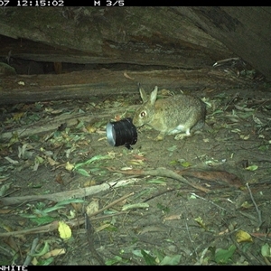 Oryctolagus cuniculus (European Rabbit) at Jamberoo, NSW - 7 Sep 2024 by nancyp