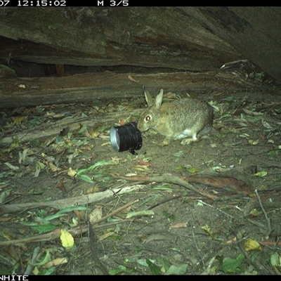 Oryctolagus cuniculus (European Rabbit) at Jamberoo, NSW - 7 Sep 2024 by nancyp