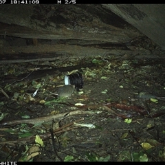Rattus fuscipes (Bush Rat) at Jamberoo, NSW - 7 Sep 2024 by nancyp