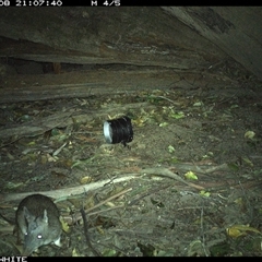 Perameles nasuta (Long-nosed Bandicoot) at Jamberoo, NSW - 8 Sep 2024 by nancyp