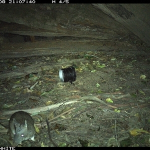 Perameles nasuta (Long-nosed Bandicoot) at Jamberoo, NSW - 8 Sep 2024 by nancyp