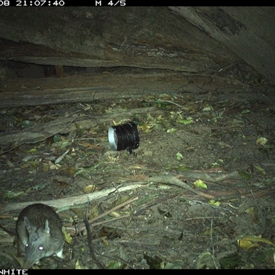 Perameles nasuta (Long-nosed Bandicoot) at Jamberoo, NSW - 8 Sep 2024 by nancyp