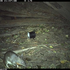 Perameles nasuta at Jamberoo, NSW - 8 Sep 2024 09:07 PM