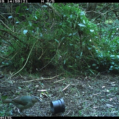 Ptilonorhynchus violaceus (Satin Bowerbird) at Jamberoo, NSW - 19 Sep 2024 by nancyp